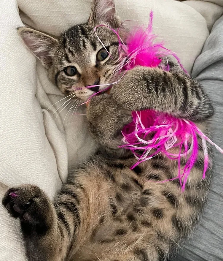 Dorito, a shelter cat at SAVE playing with a feather toy