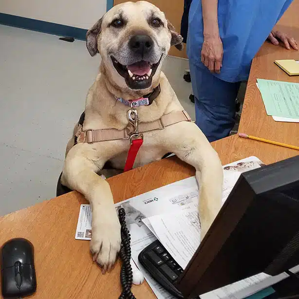 dog-at-desk