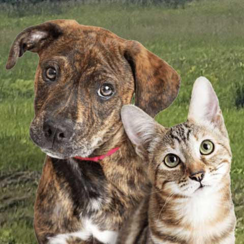 dog cat sponsor a homeless pet image